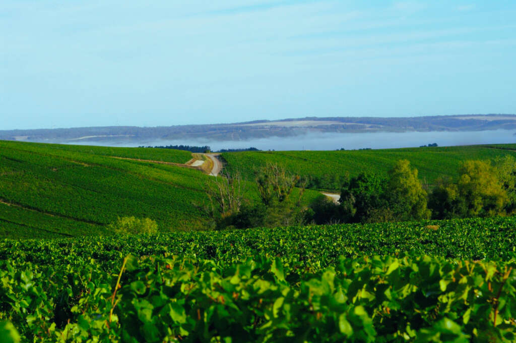 Champagne Etienne Fourrier vignoble Baroville