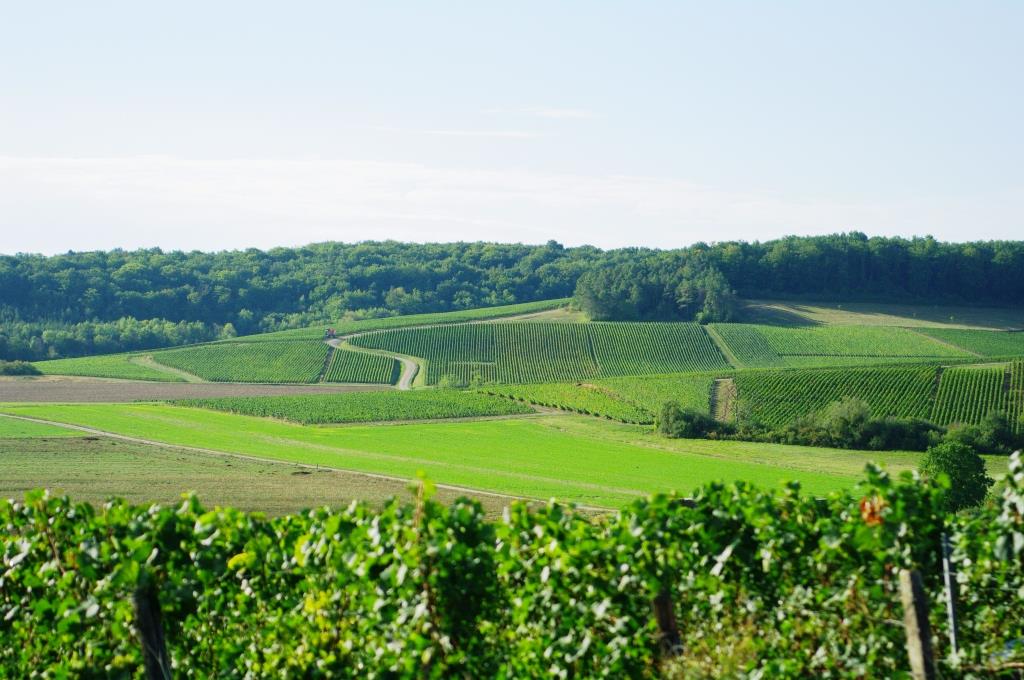Champagne Etienne Fourrier Baroville