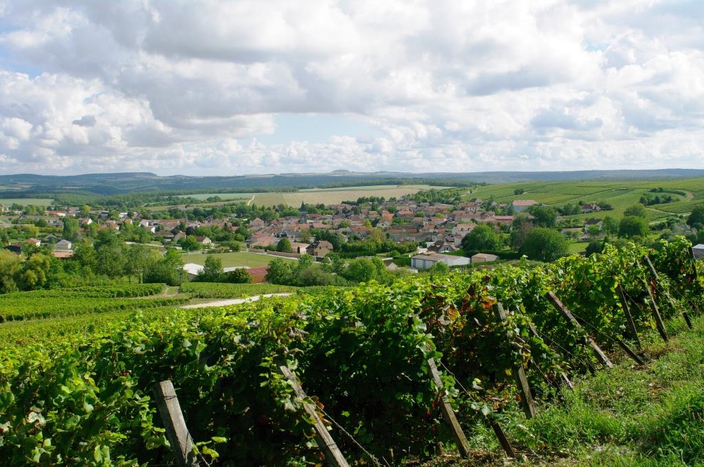 Champagne Etienne Fourrier Baroville vue des vignes