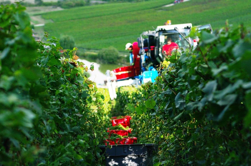 Champagne Etienne Fourrier vendanges ramassage des caisses