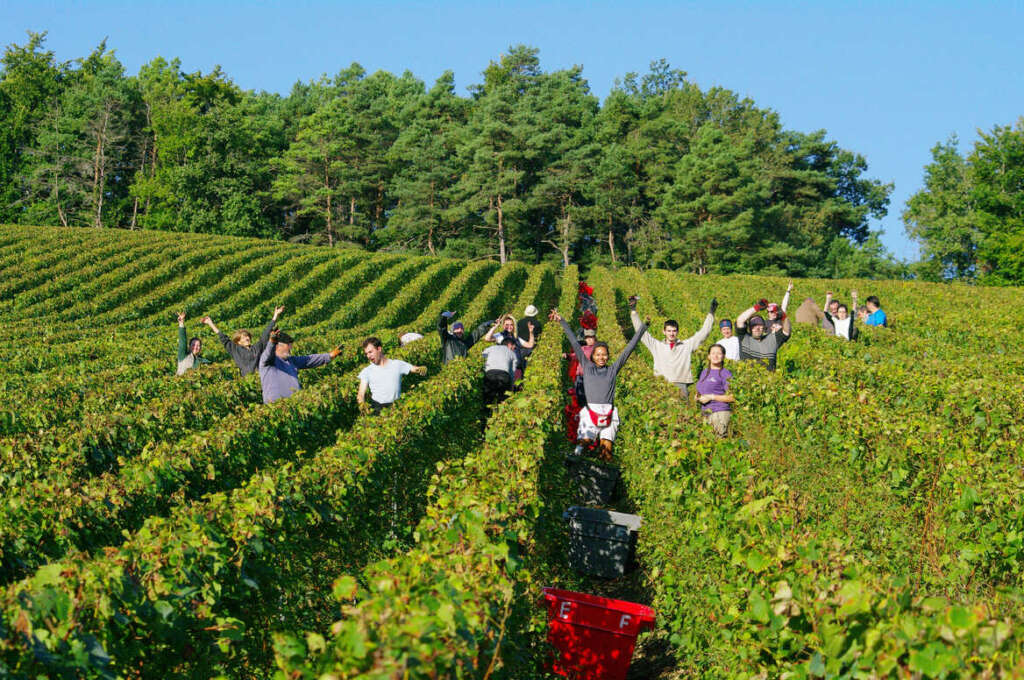 Champagne Etienne Fourrier vendanges
